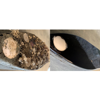 Propspeed Foulfree Box Kit 15ml